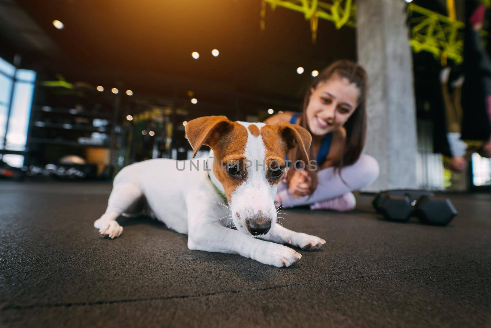 cute small jack russell dog in gym with her owner woman. Healthy lifestyle indoors