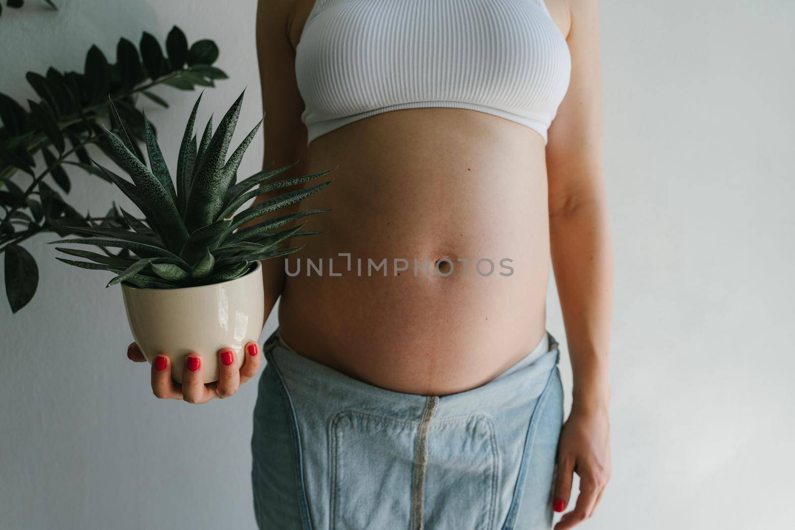 A pregnant girl holds a succulent in a ceramic pot in her hands. Haworthia in the hands of a girl in anticipation of the birth of a child. Succulent close-up.