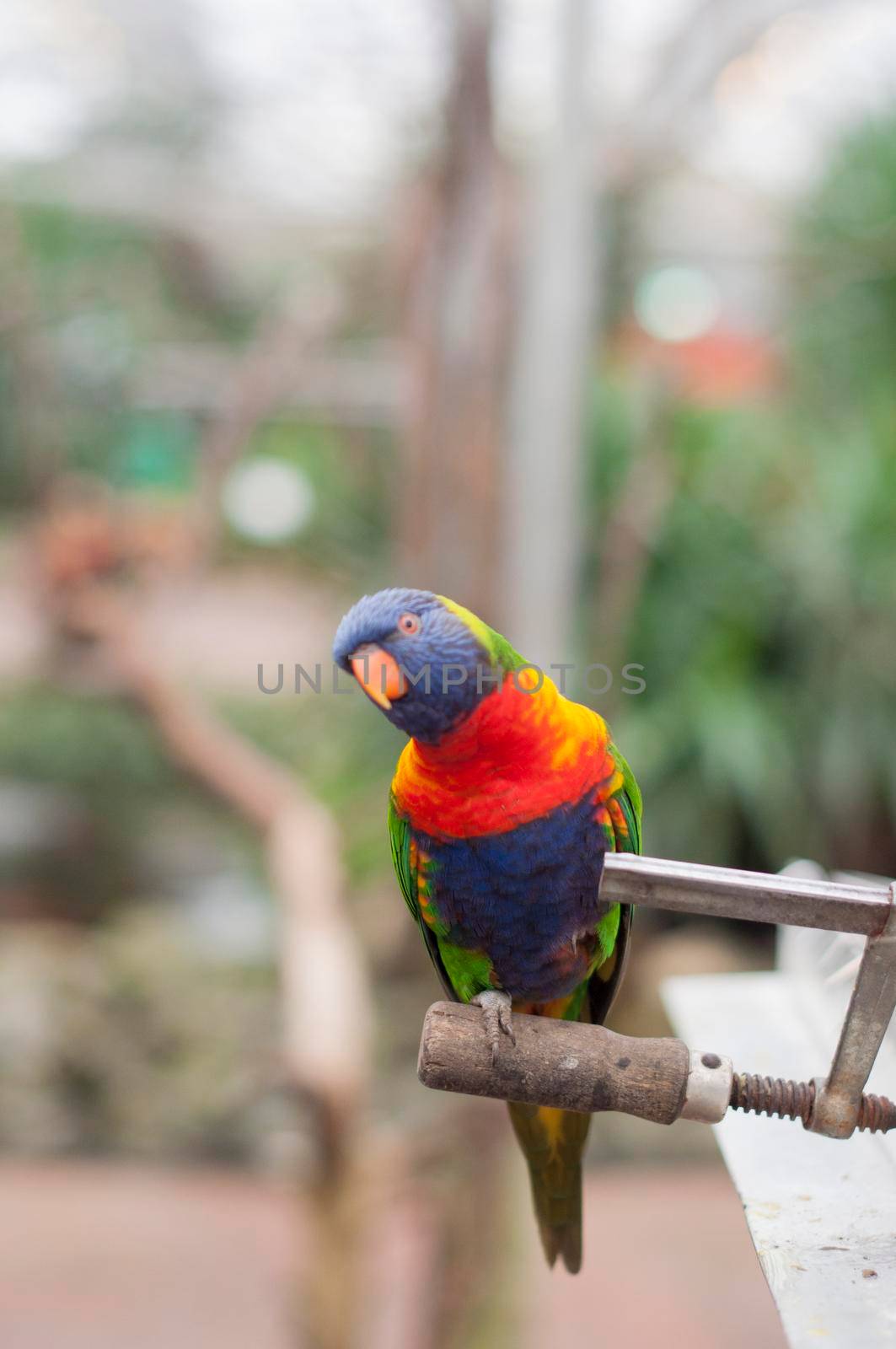 bright colorful rainbow lorikeet, cleans feathers and eats from the feeder, close-up. High quality photo
