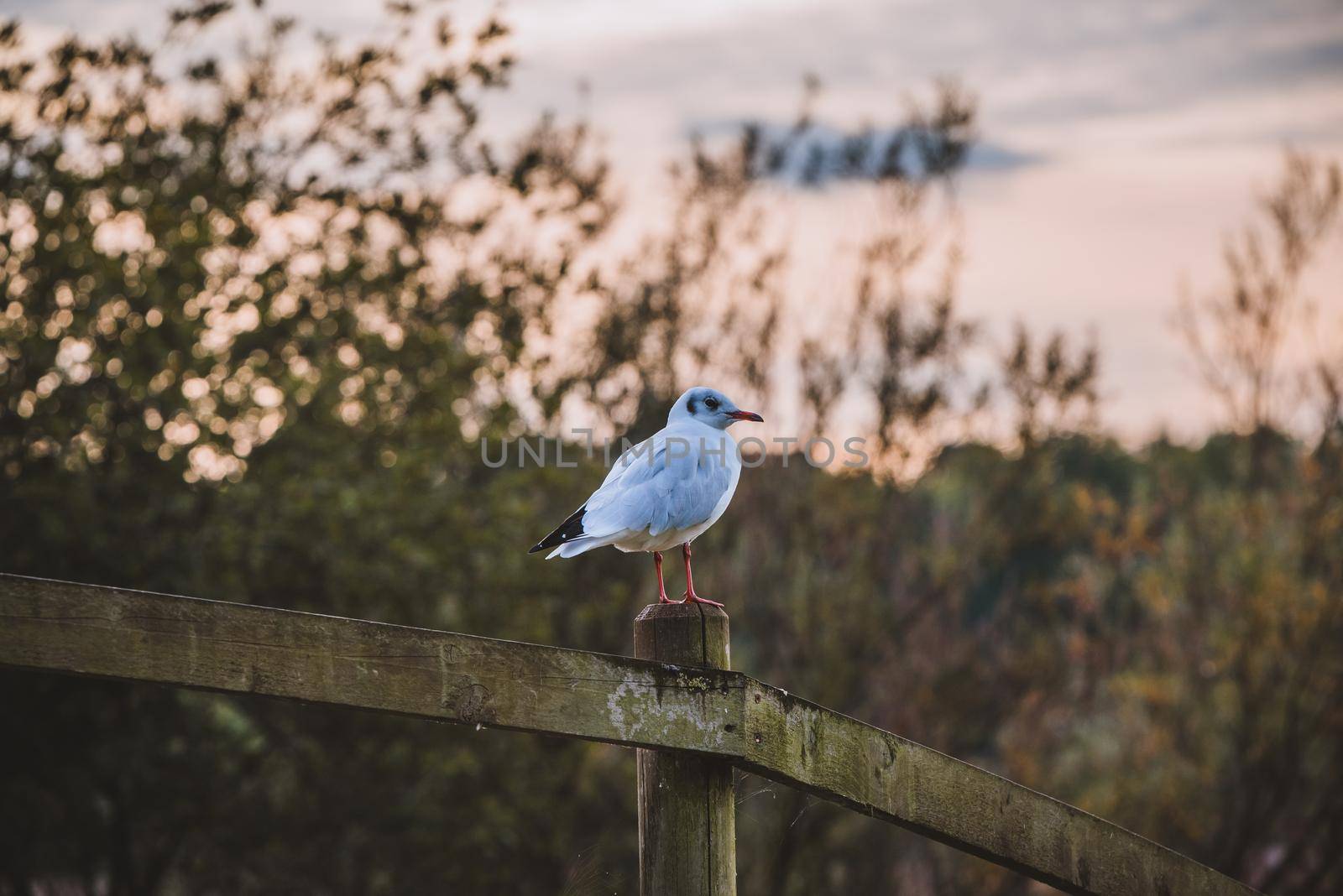 Bird resting in wooden fence. High quality photo