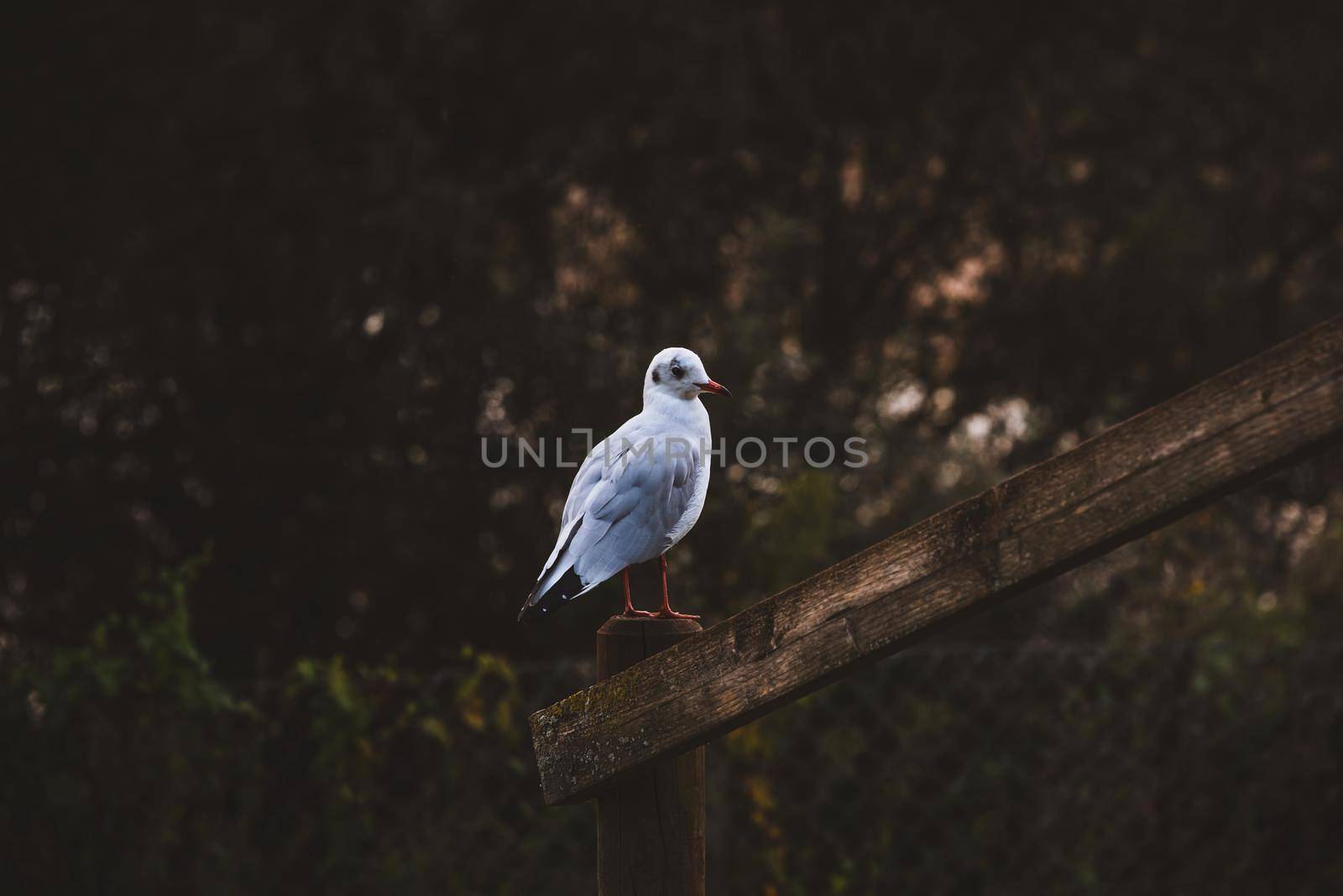 Bird resting in wooden fence by fabioxavierphotography