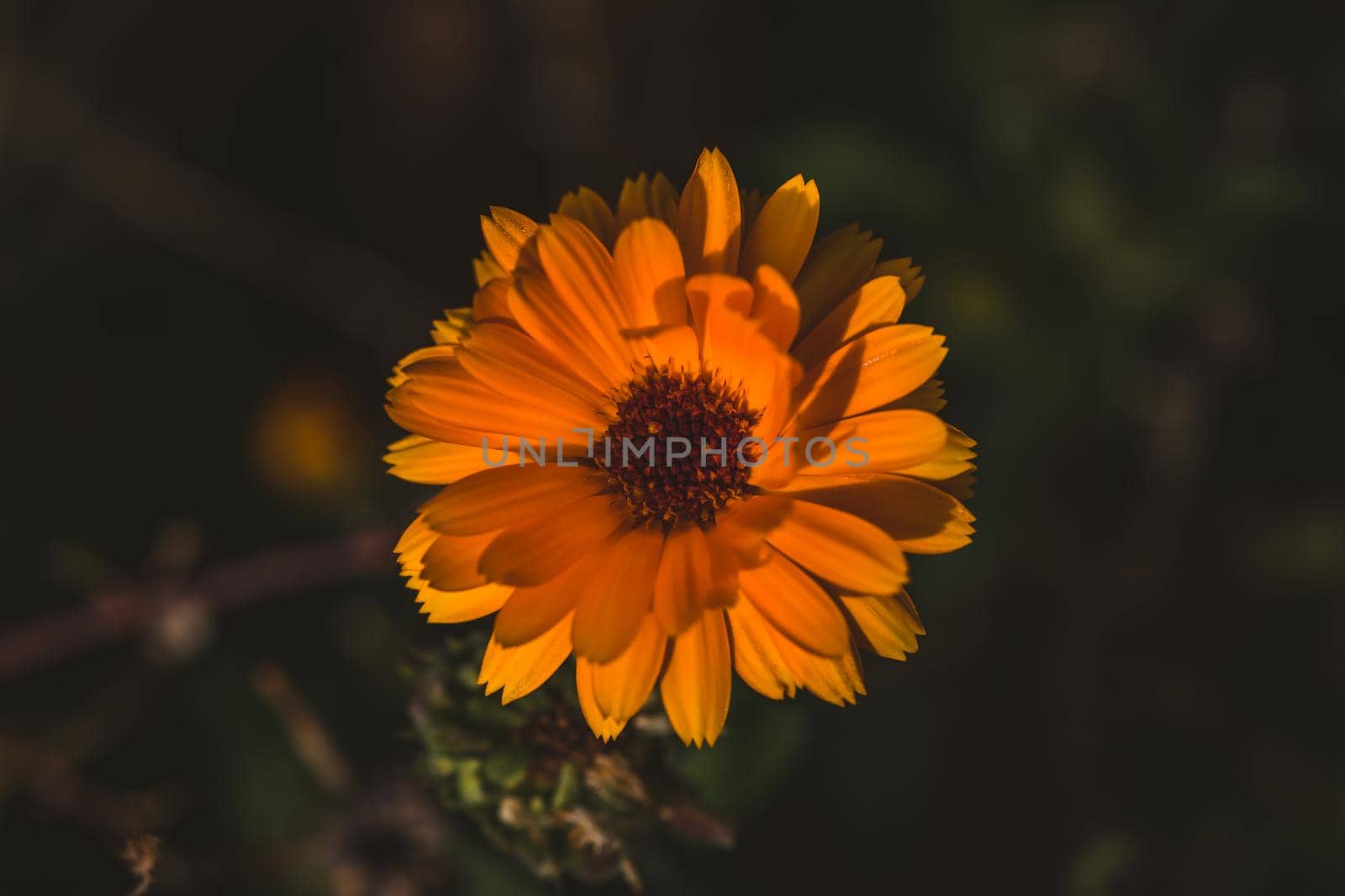 Macro photo of coloured flower by fabioxavierphotography