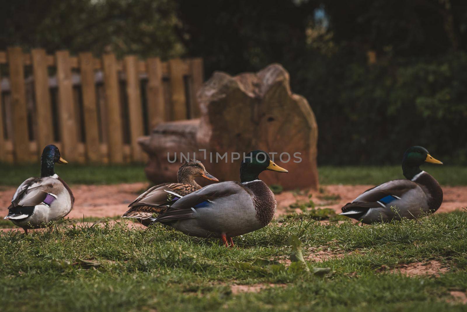 Several ducks resting in park. High quality photo