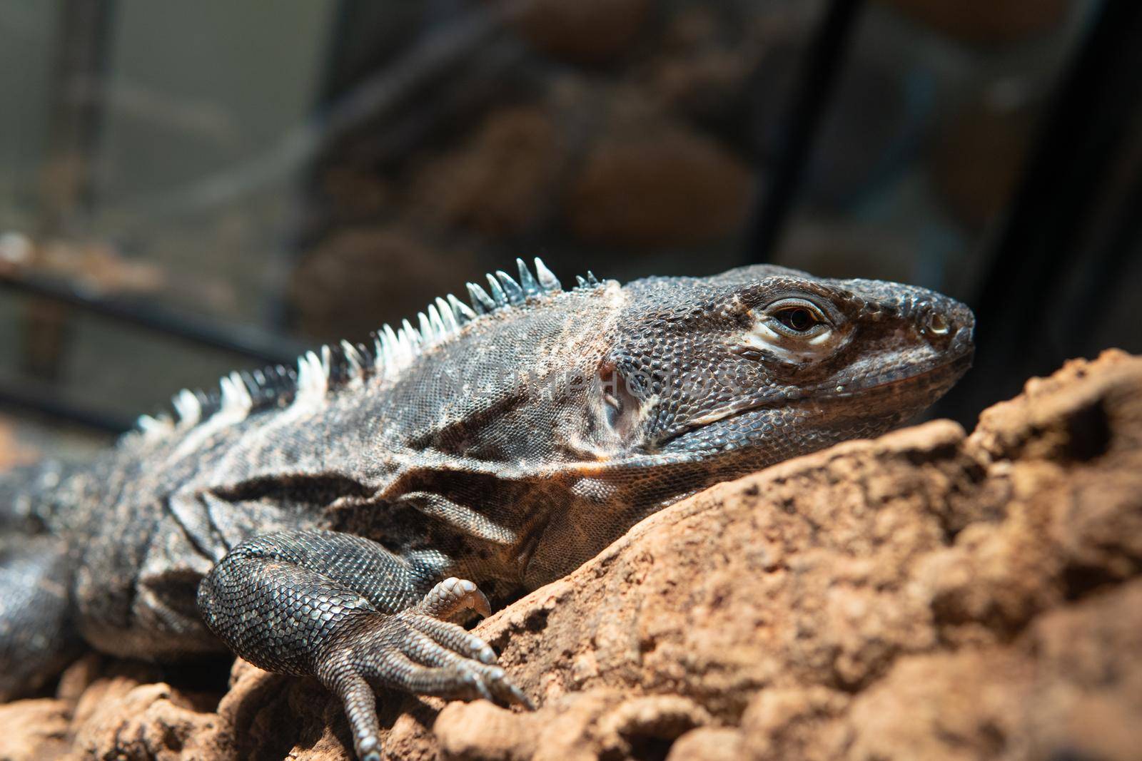 Animal reptile background lizard wild nature wildlife white skin, for exotic eye from small from closeup looking, head danger. Yellow outdoor monster, prehistoric