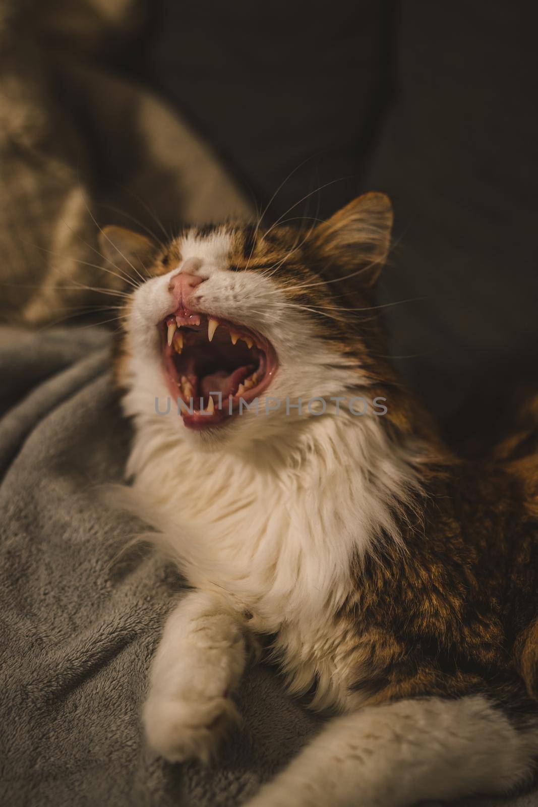 Yawning cat. High quality photo