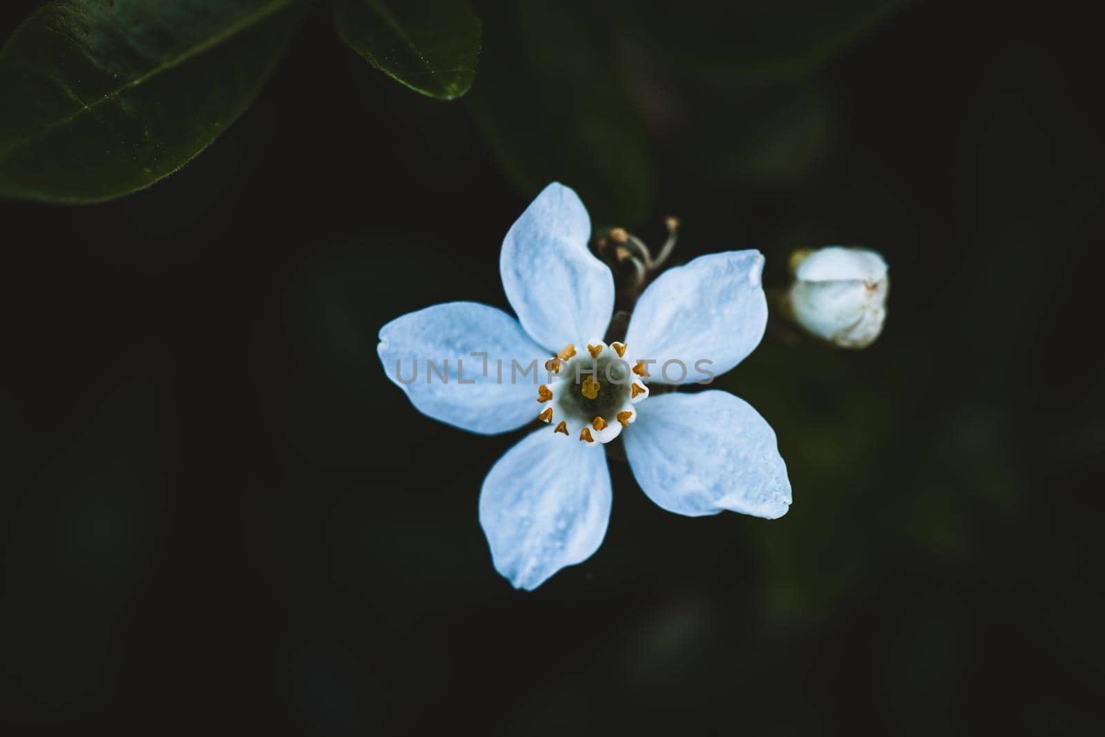 Macro photo of coloured flower by fabioxavierphotography