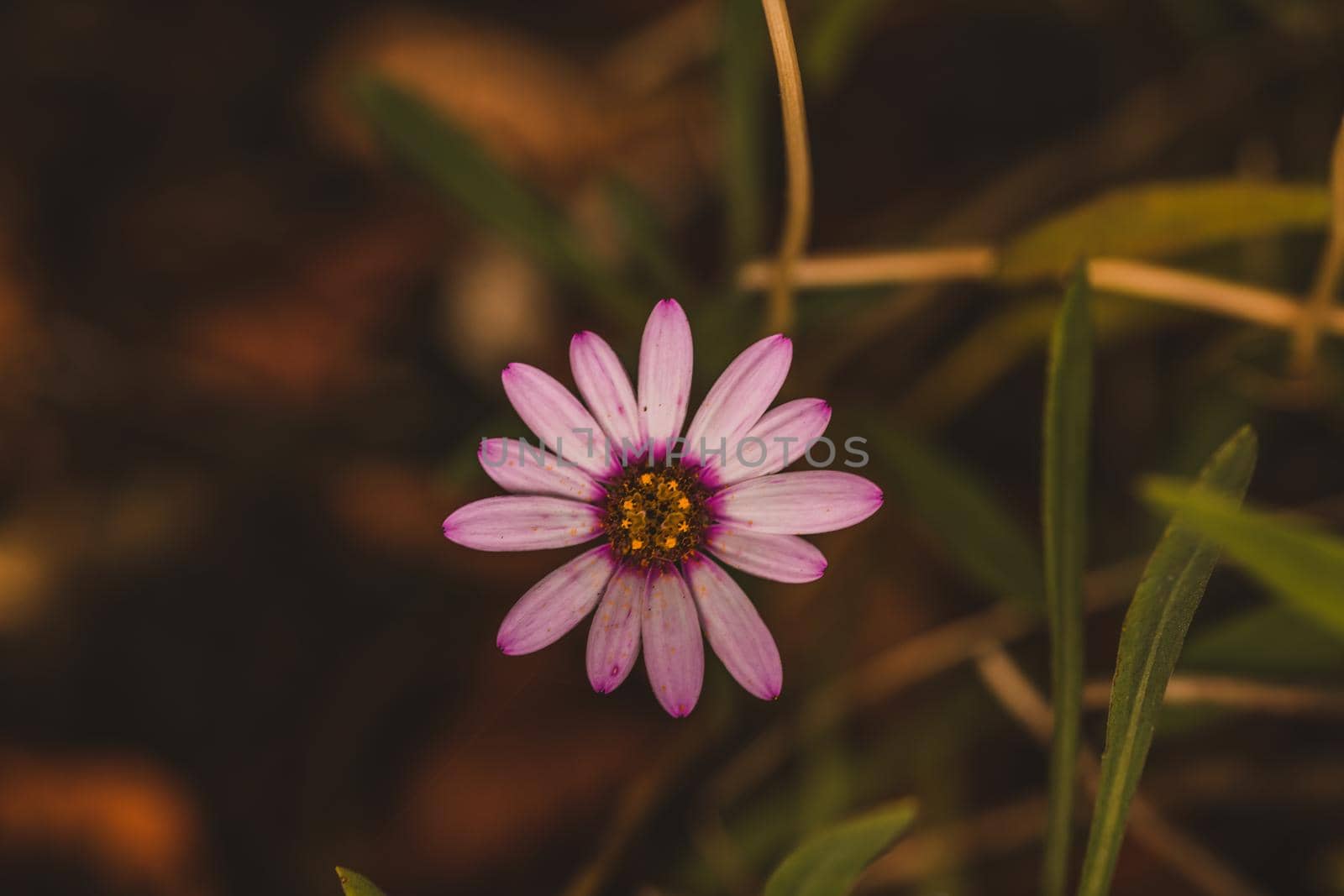 Macro of white and pink flower. High quality photo