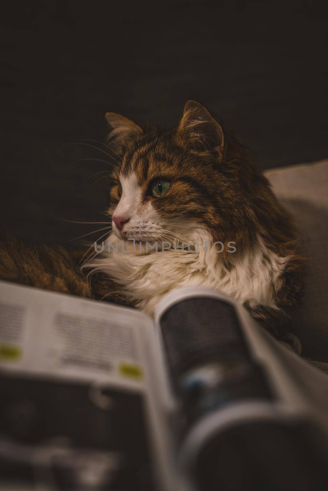 Portrait of a cat near a magazine . High quality photo