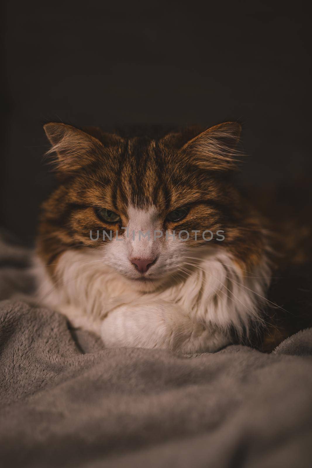 Portrait of rude cat by fabioxavierphotography