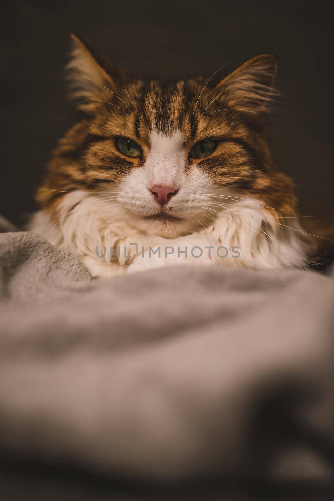 Portrait of rude cat by fabioxavierphotography