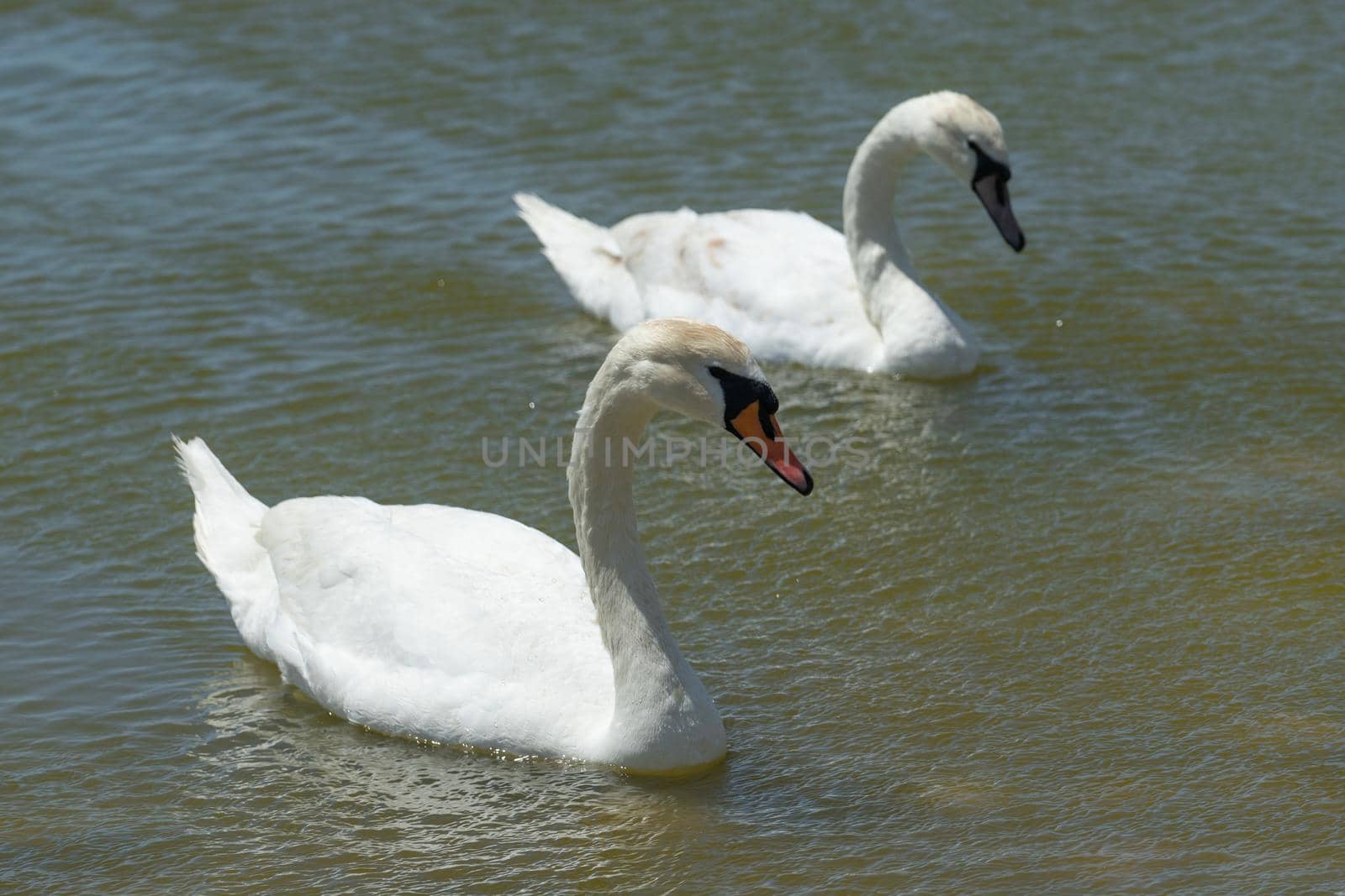 White swans on the water surface of lake Sasyk-Sivash in Yevpatoria. Attraction and beauty of nature of the Crimea.
