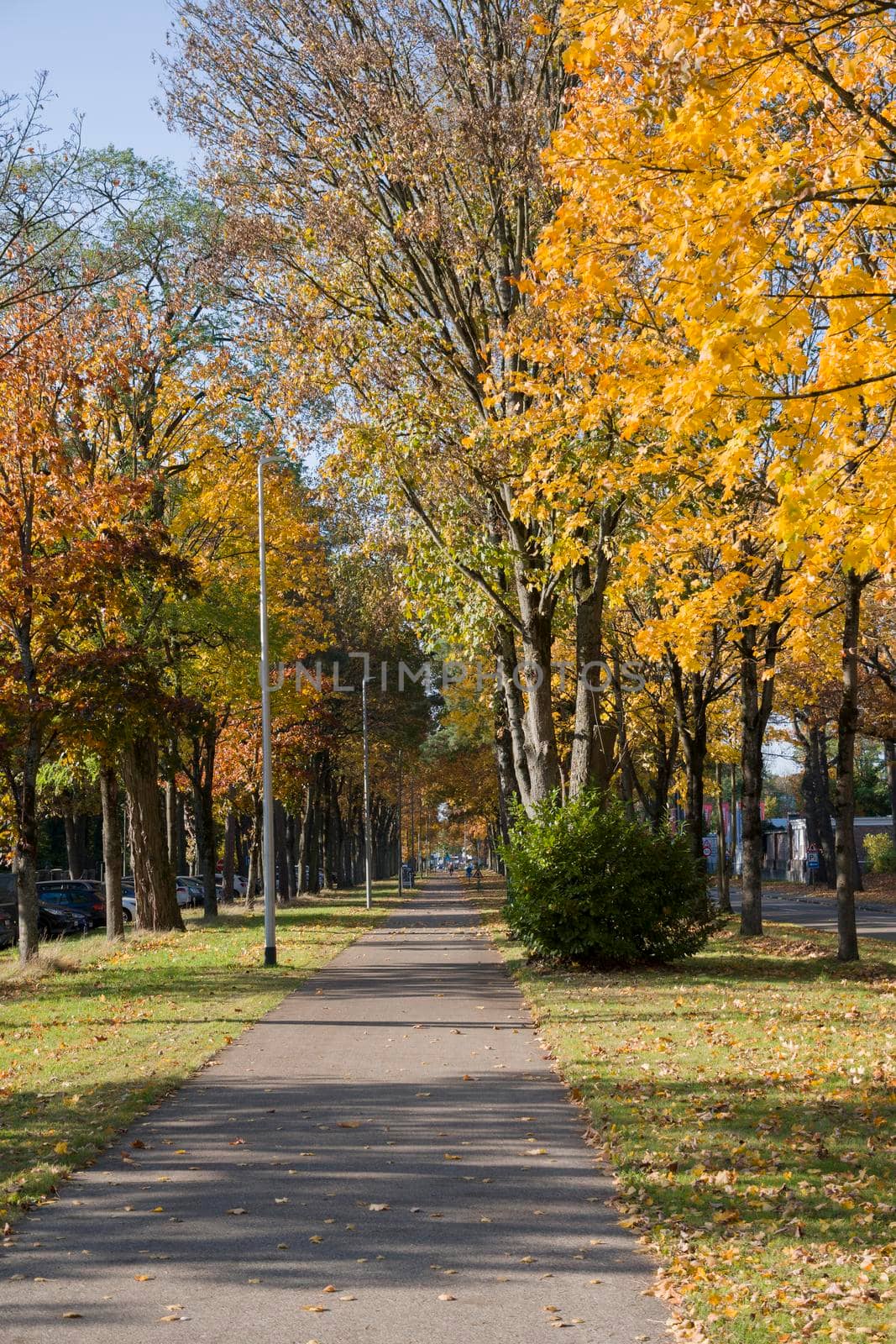 bike path in the park among autumn leaf fall, golden leaves on the trees by KaterinaDalemans