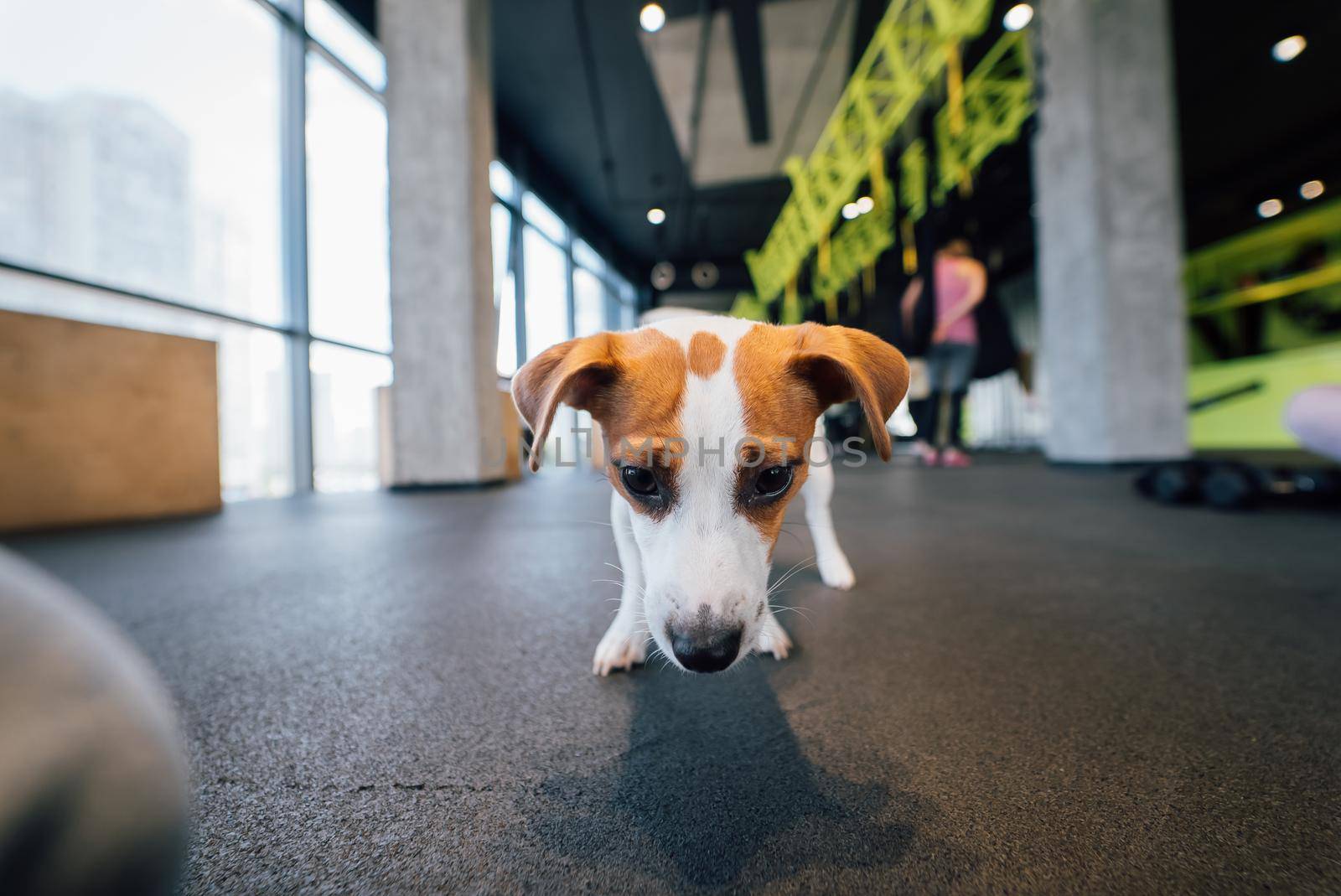 Cute small jack russell dog in gym by teksomolika