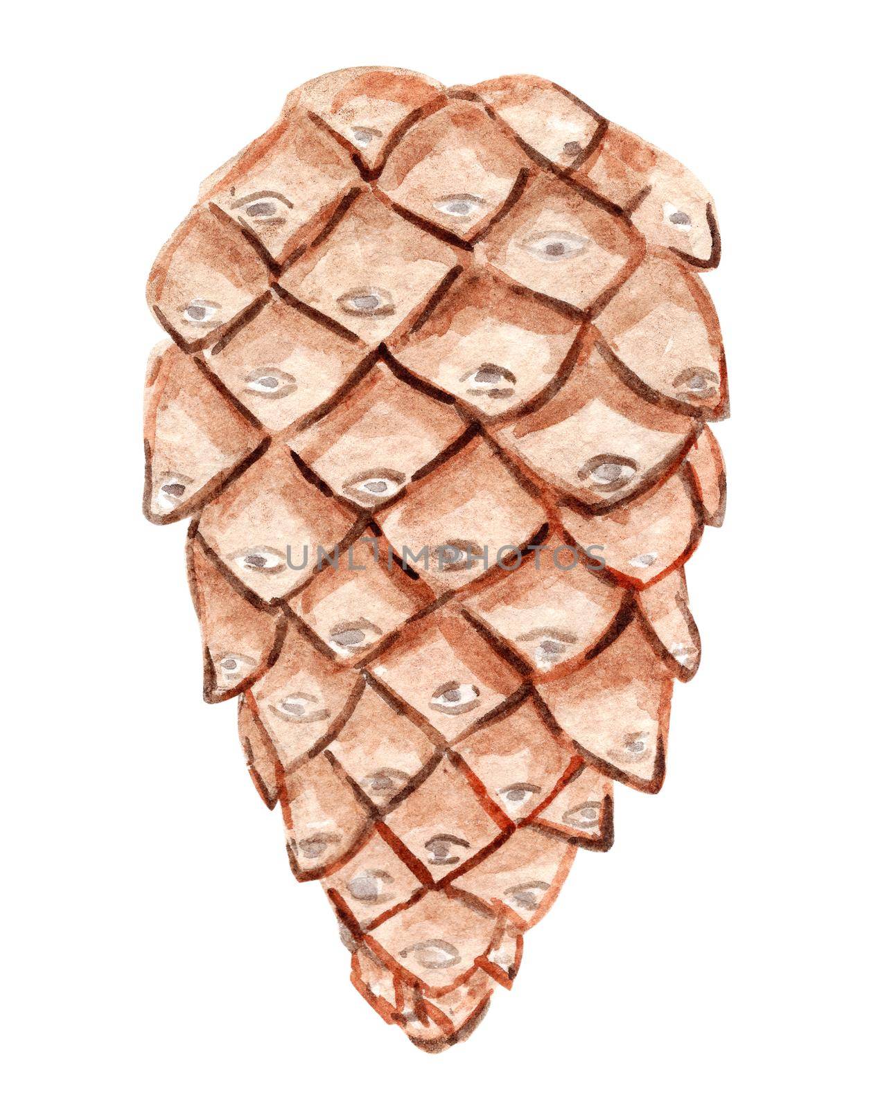Watercolor pine cone isolated on white by dreamloud