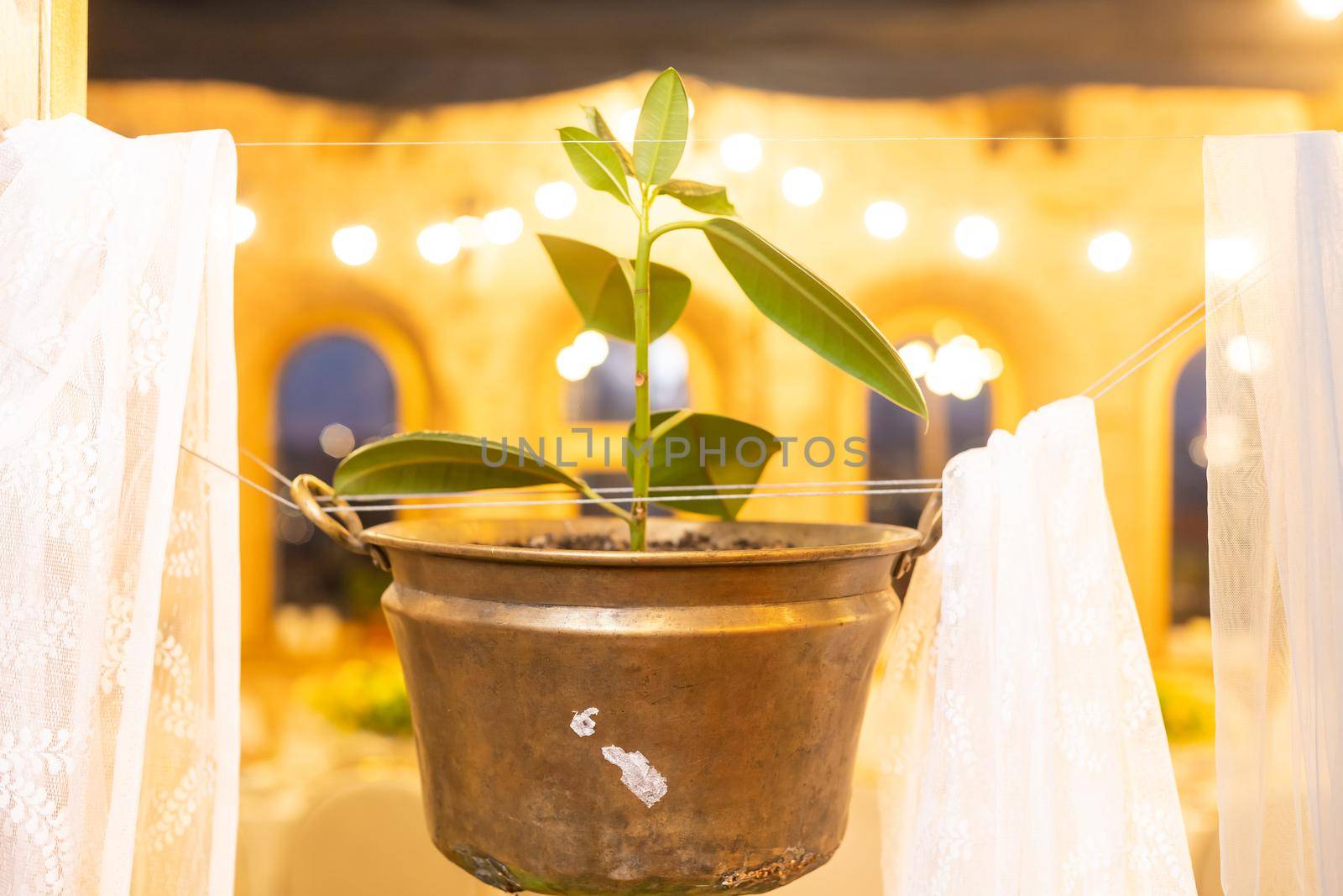 old pot with ficus tree.