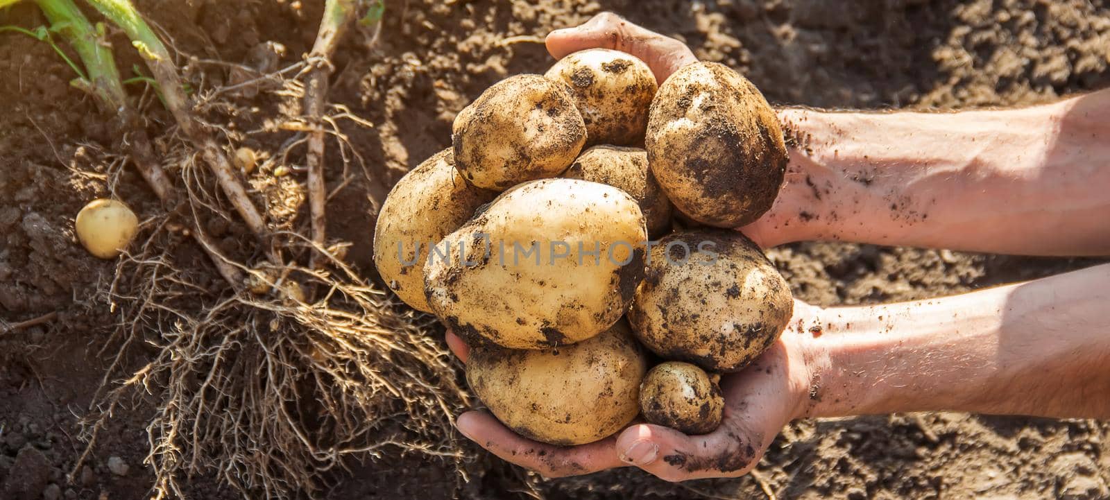 organic homemade vegetables in the hands of male potatoes.