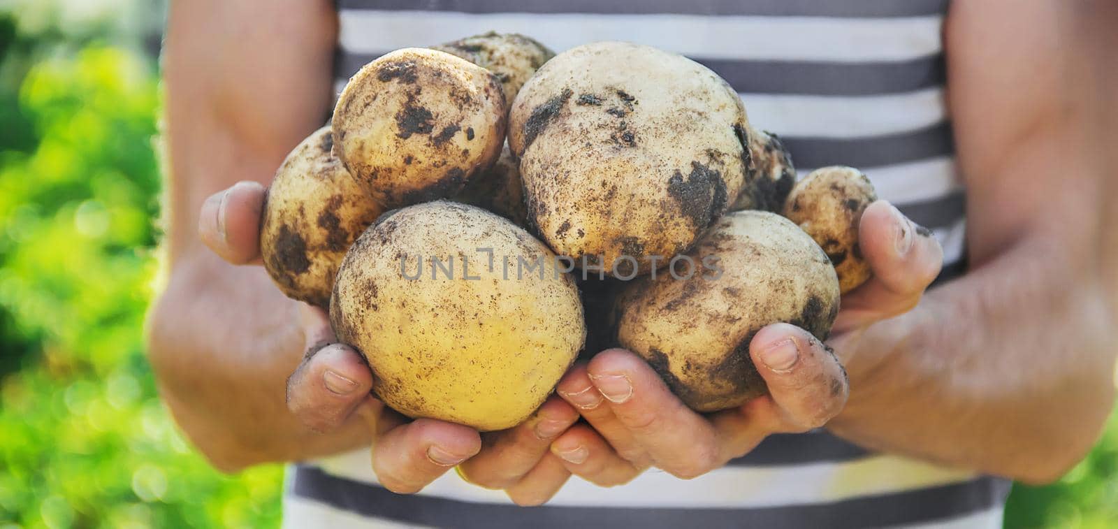 organic homemade vegetables in the hands of male potatoes.