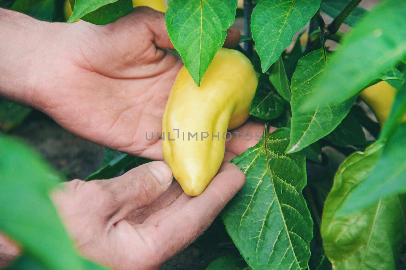organic homemade vegetables in the hands of male peppers. food.