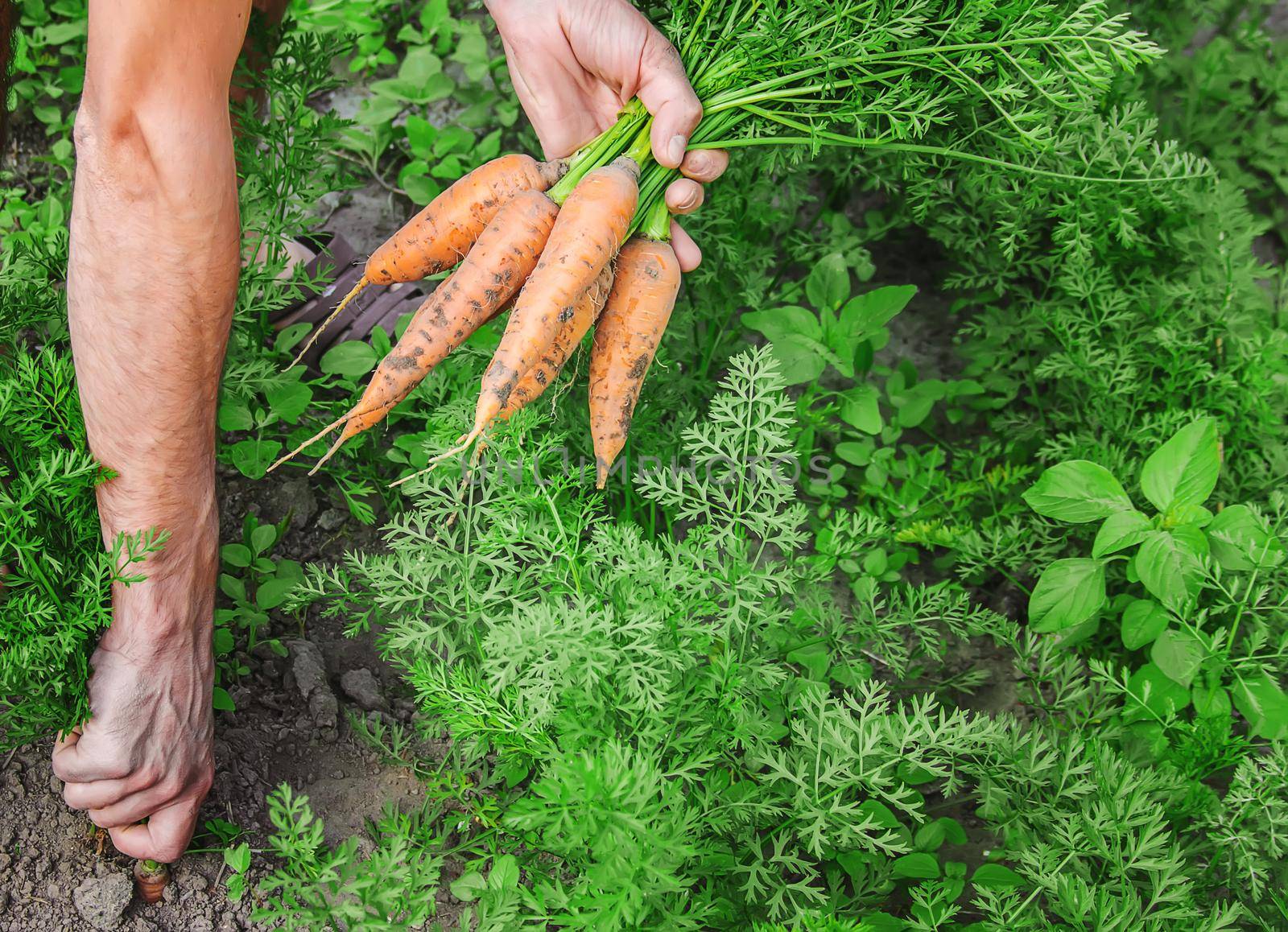 organic homemade vegetables in the hands of men. food.