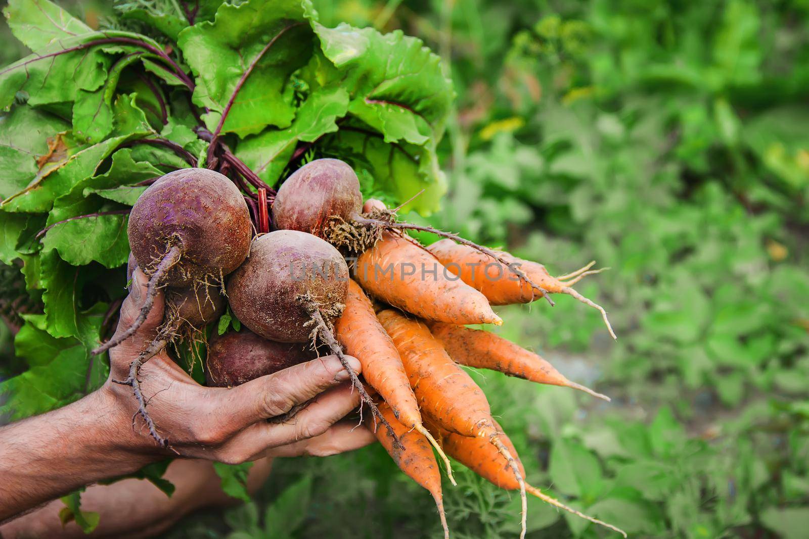 organic homemade vegetables in the hands of men.