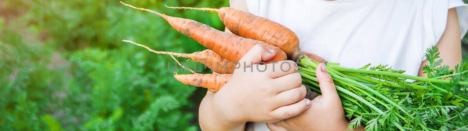 organic homemade vegetables harvest carrots and beets by yanadjana
