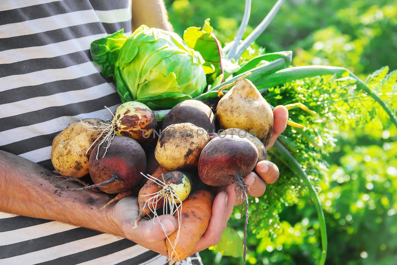 organic homemade vegetables in the hands of men.