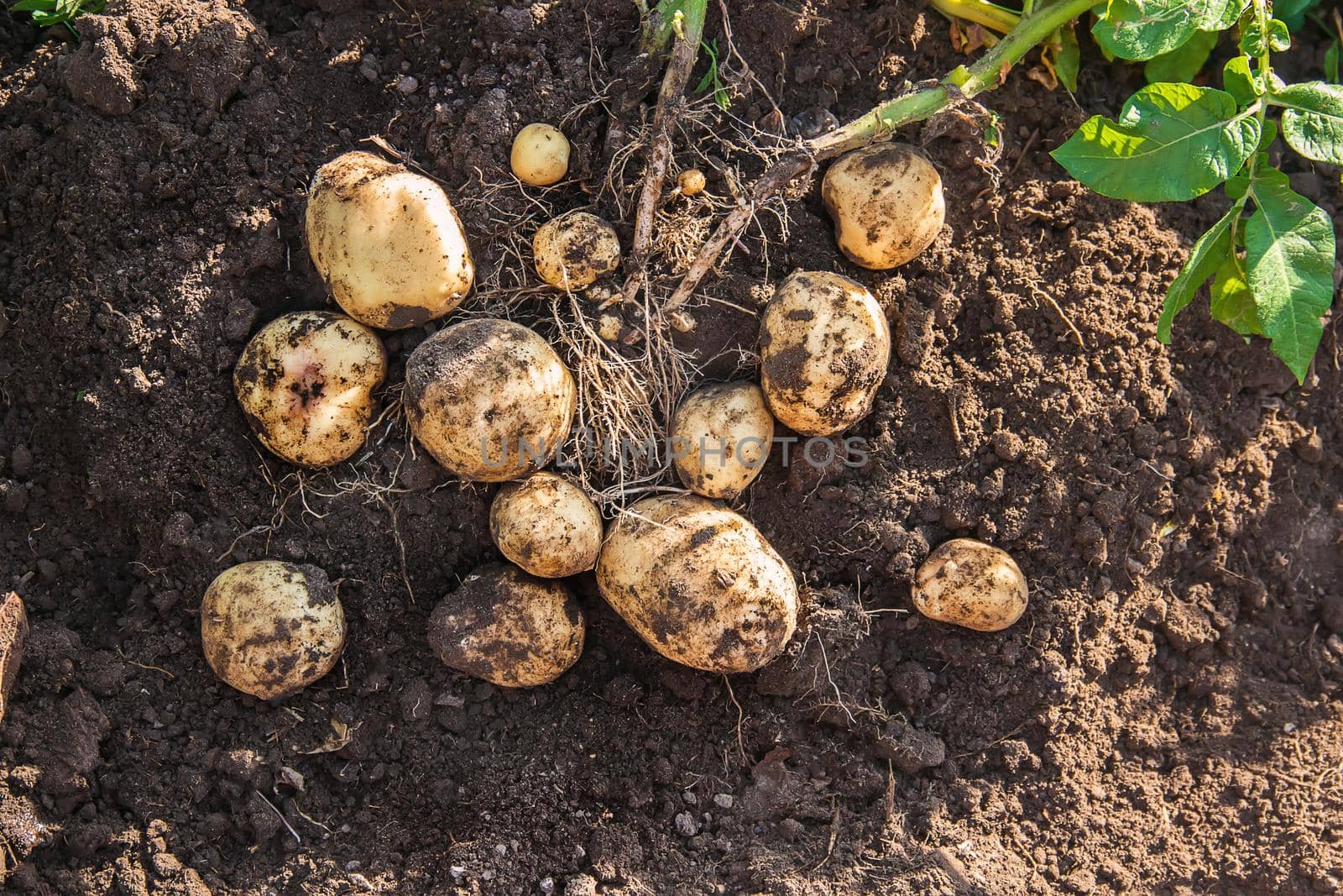 organic homemade vegetables in the hands of male potatoes.