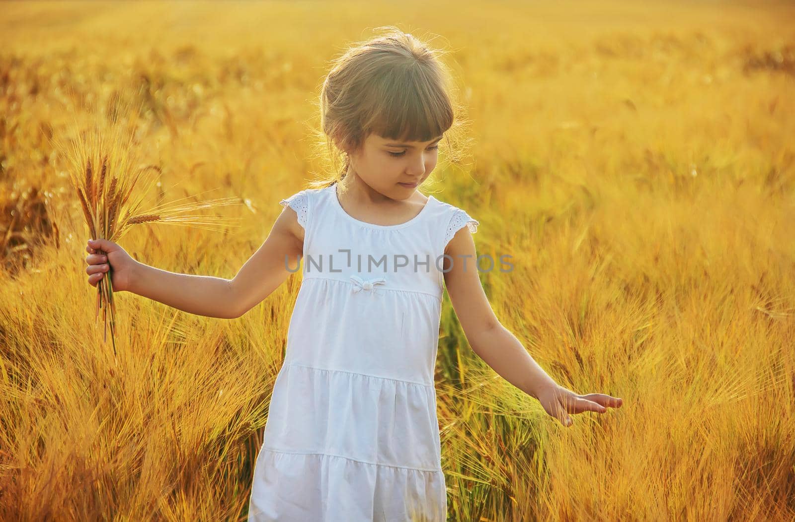 child in a wheat field. selective focus. nature