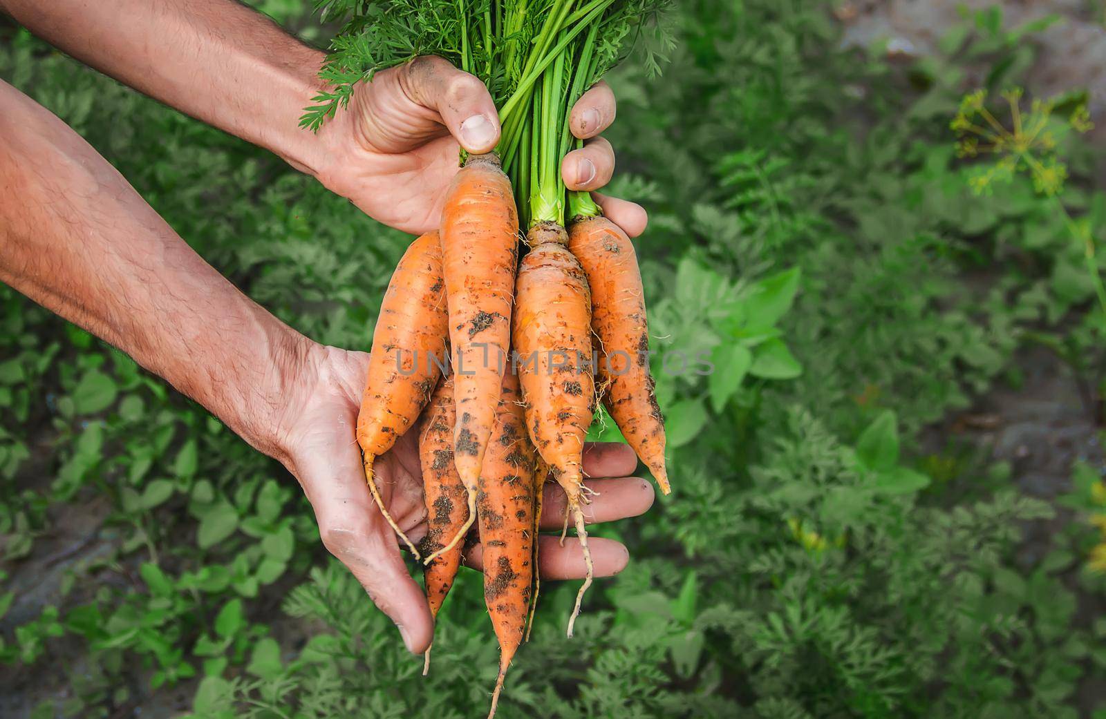 organic homemade vegetables in the hands of men.