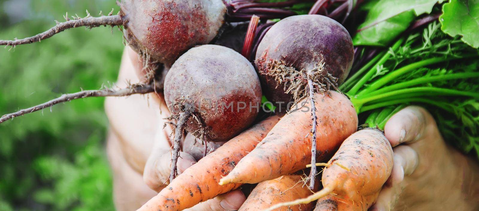 organic homemade vegetables in the hands of men.