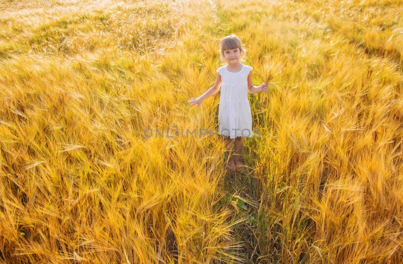 child in a wheat field. selective focus. nature