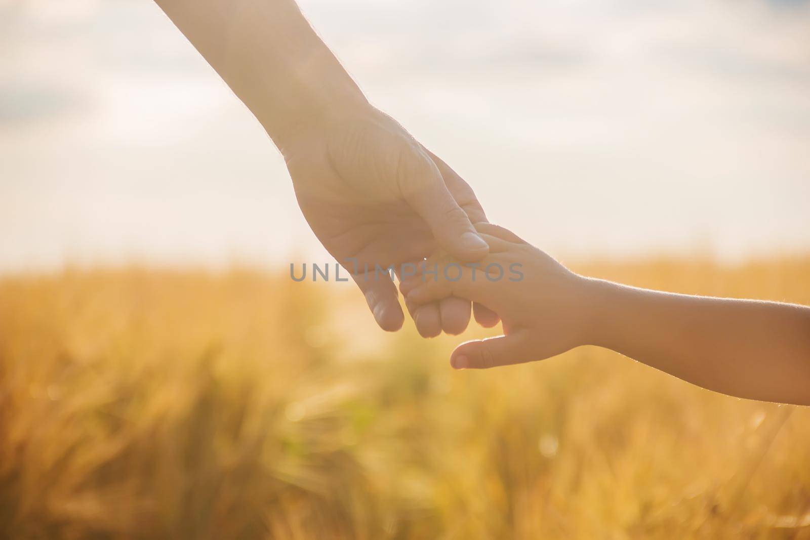 the hand of child and father on wheat field. by yanadjana