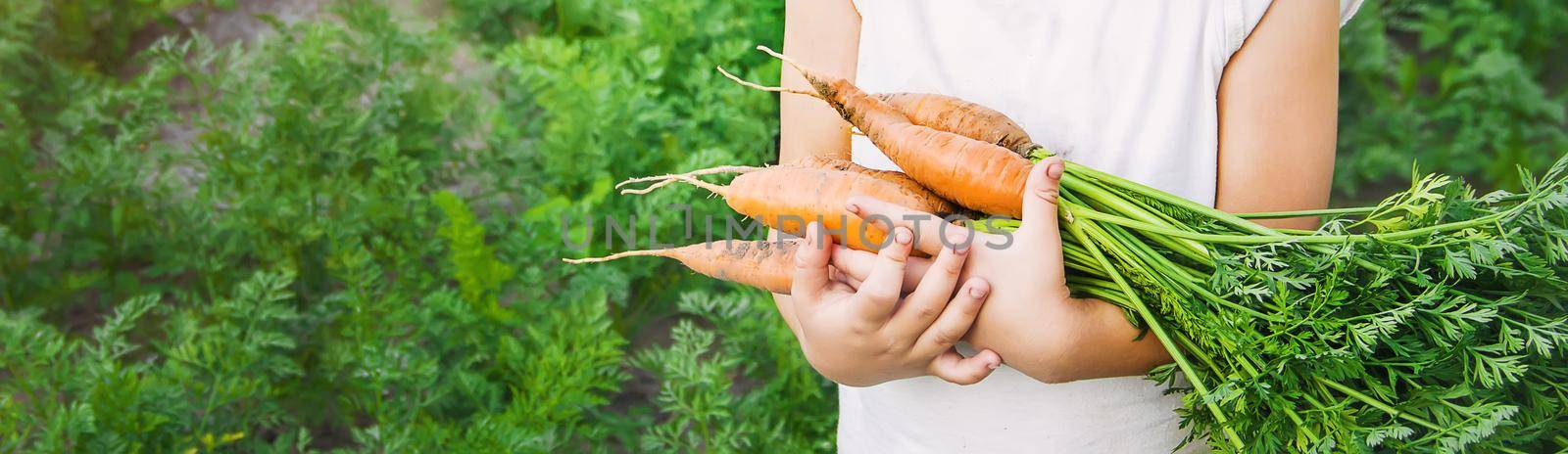 organic homemade vegetables harvest carrots and beets by yanadjana