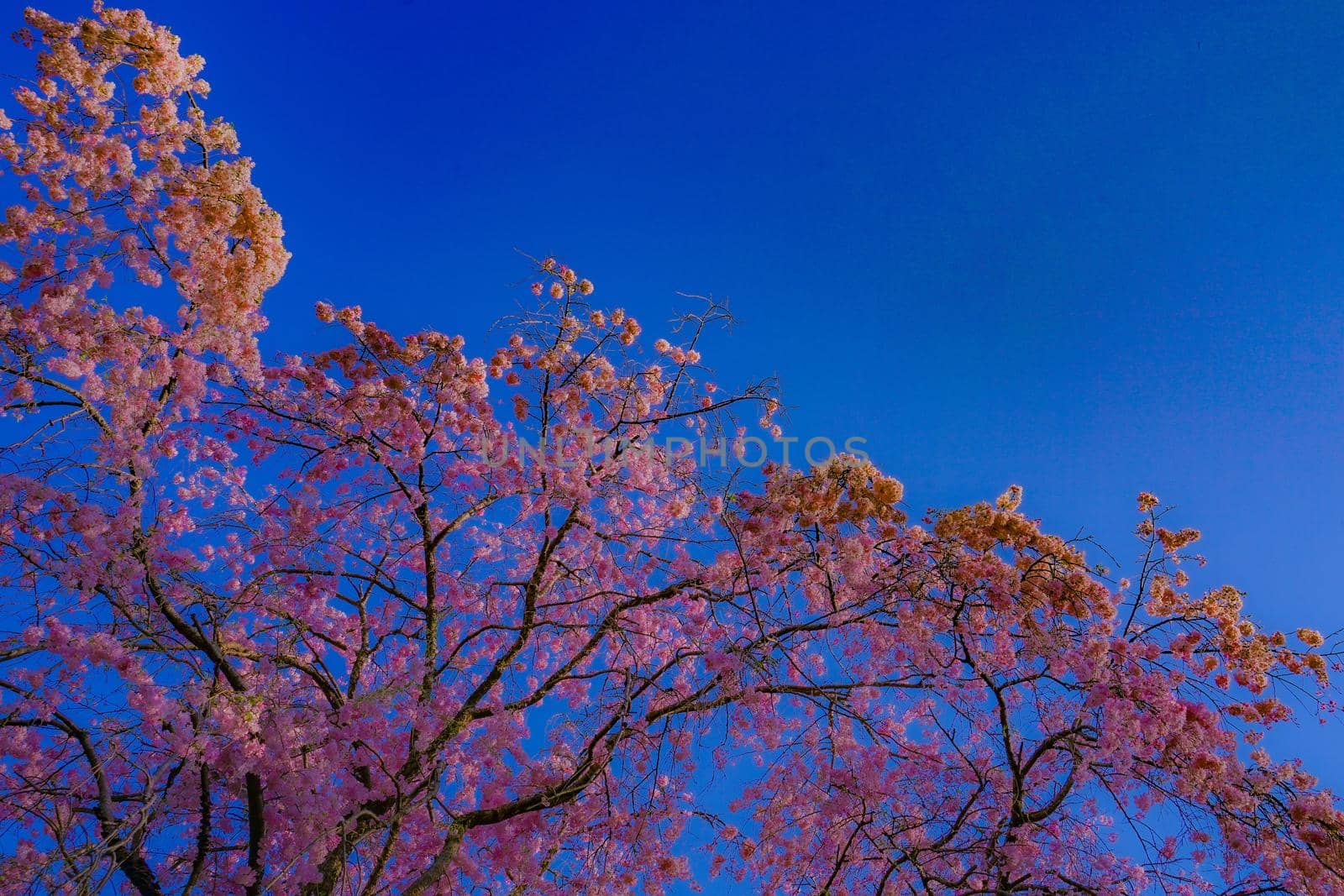 Sakura of blue sky and full bloom. Shooting Location: Tokyo Chofu City