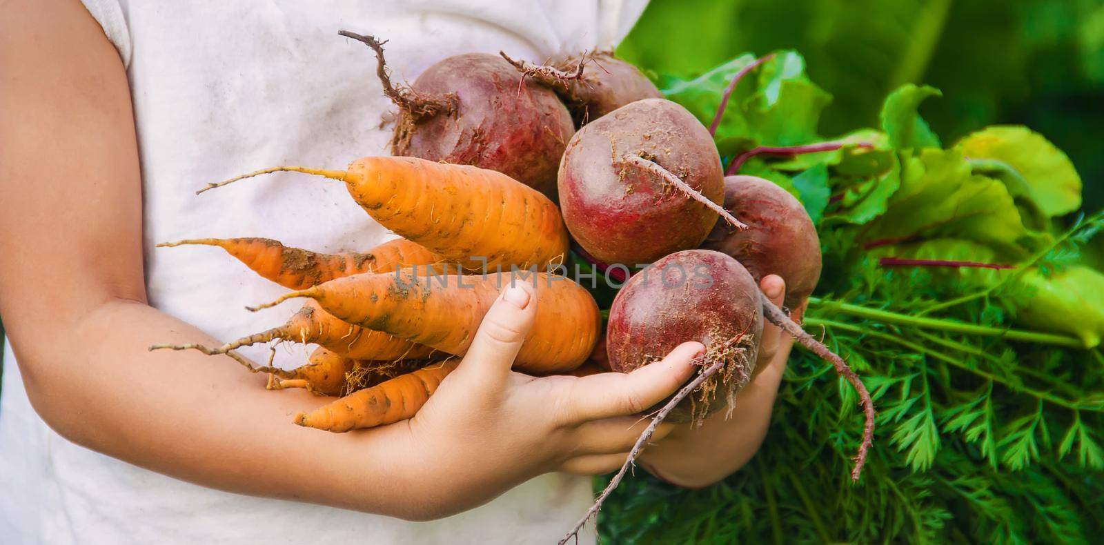 organic homemade vegetables harvest carrots and beets by yanadjana
