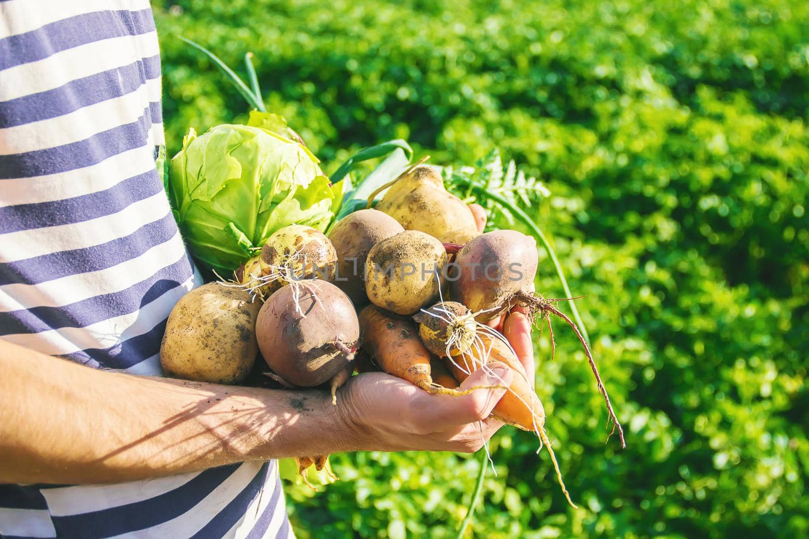 organic homemade vegetables in the hands of men. food.