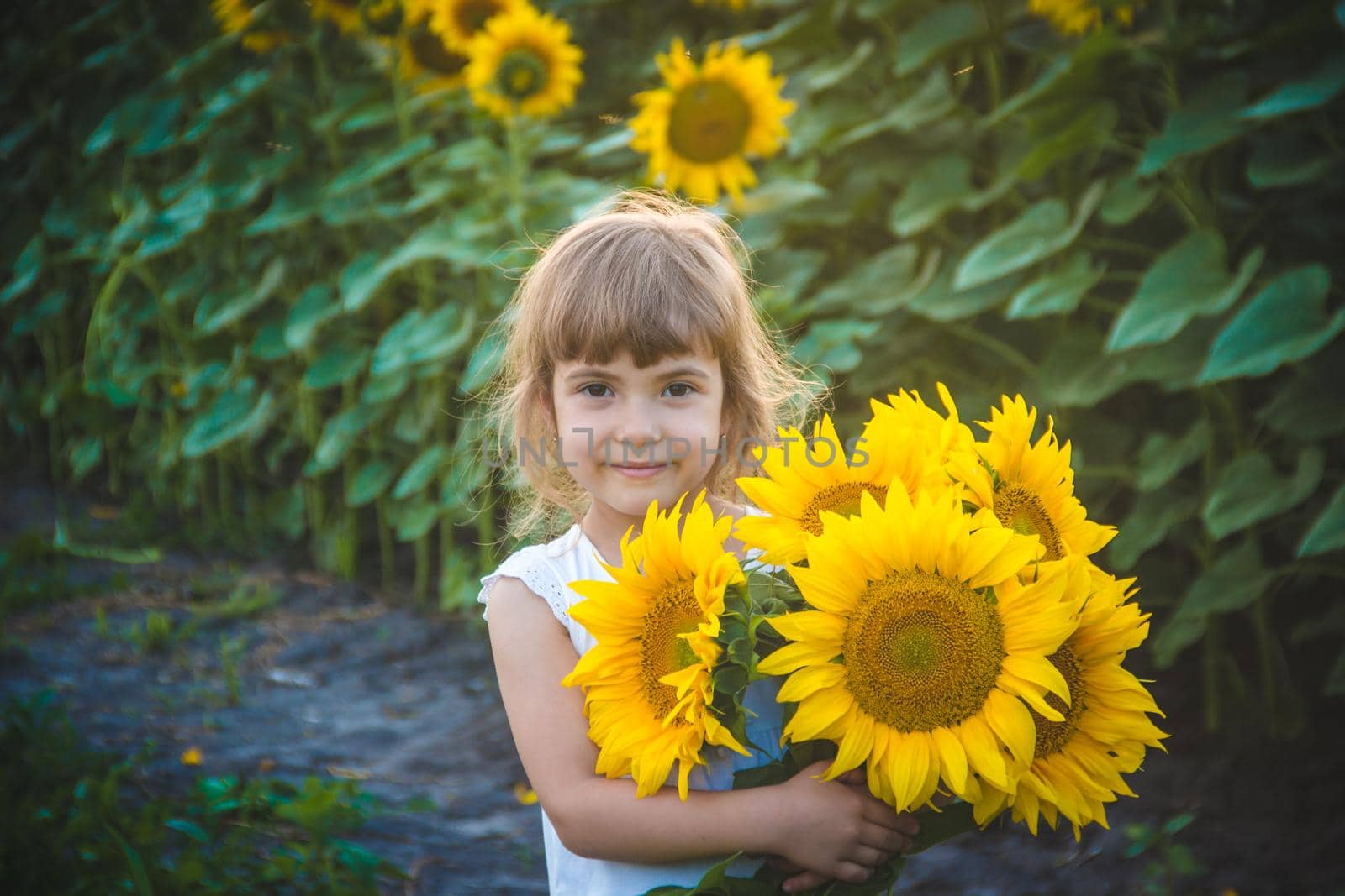 child in the field of sunflowers is a small farmer. selective focus. by yanadjana