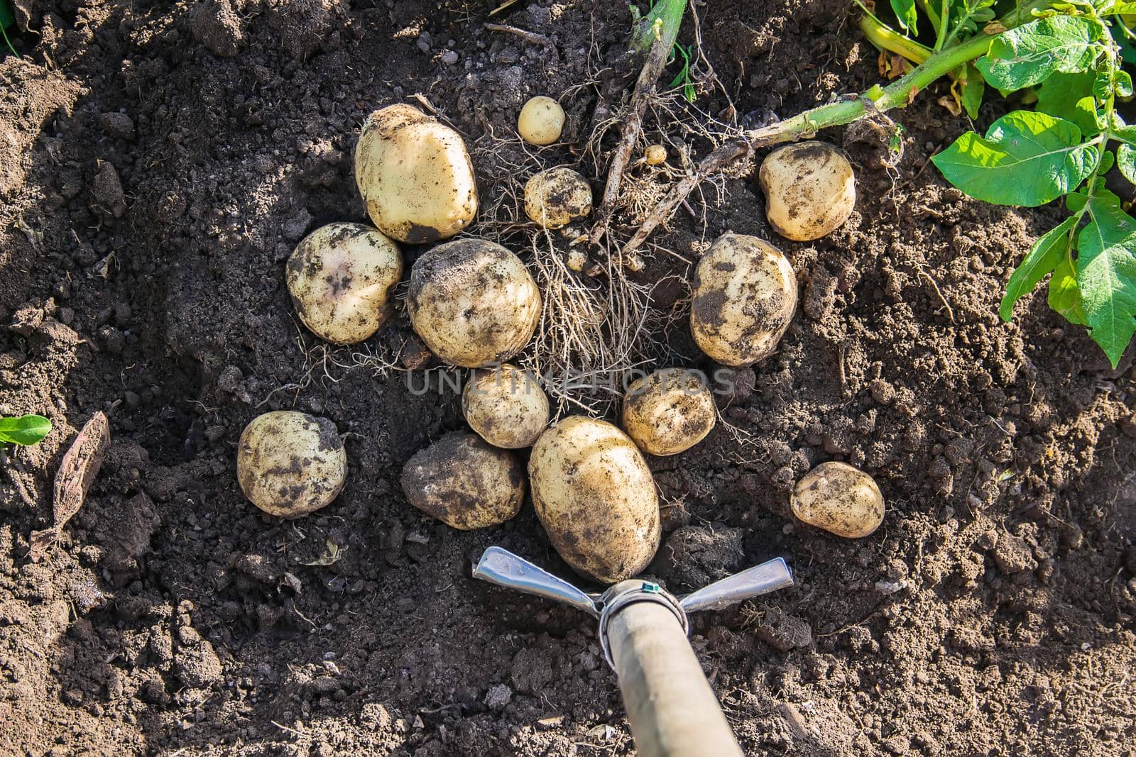 organic homemade vegetables in the hands of male potatoes. food.