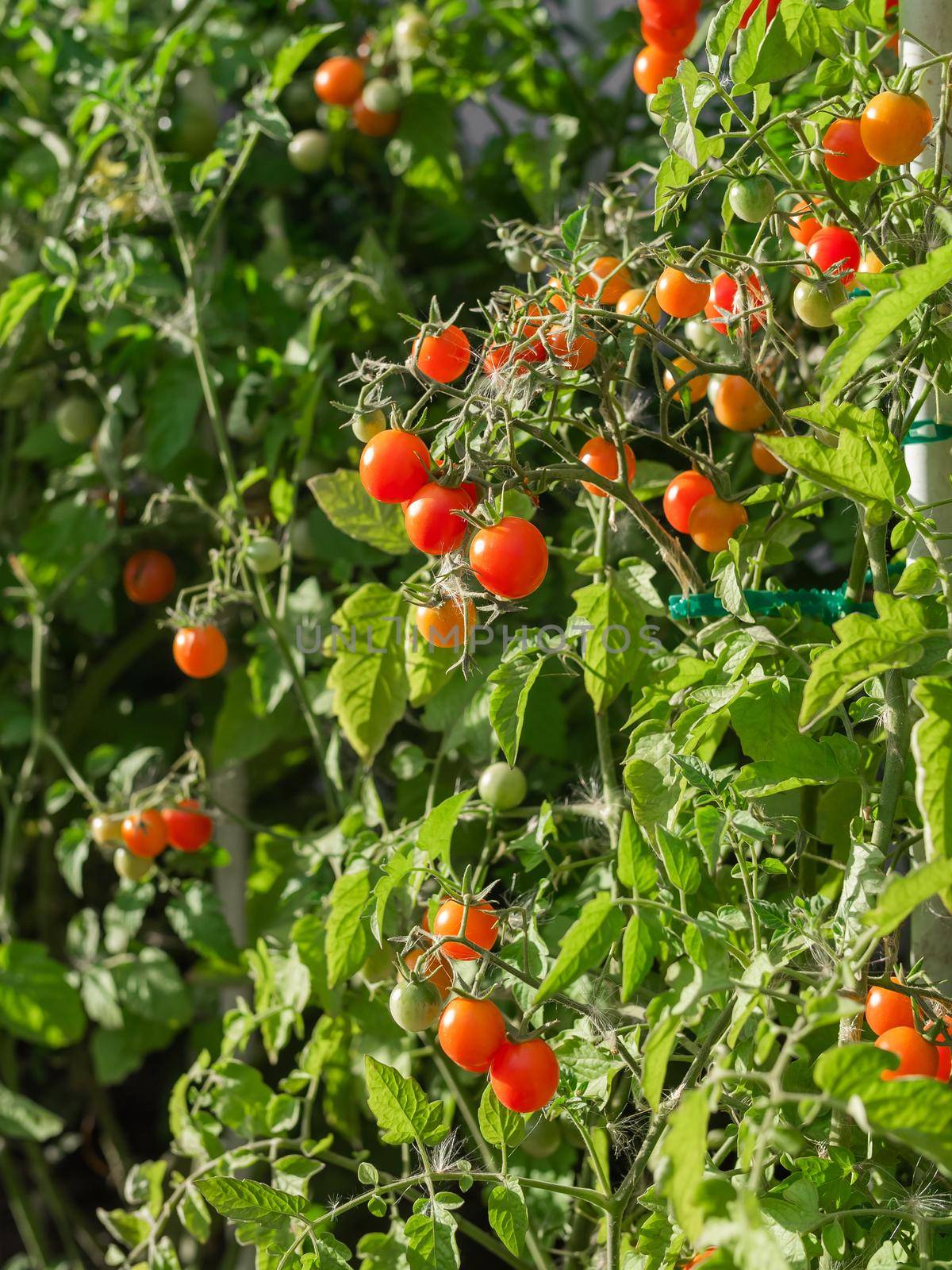 Ripe tomato plant growing. Fresh bunch of red natural tomatoes on a branch in organic vegetable garden