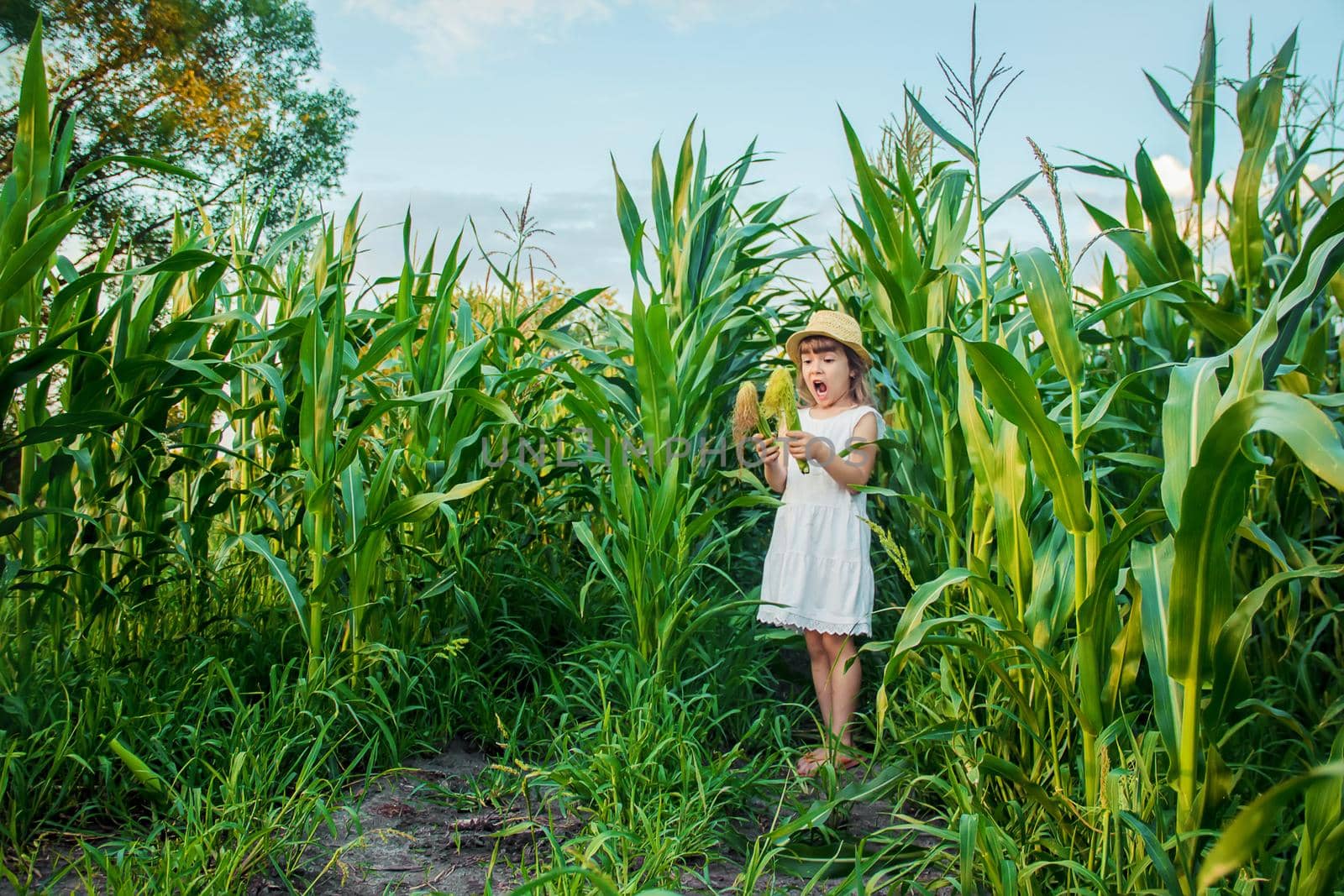 child in the field of corn. a small farmer. selective focus.