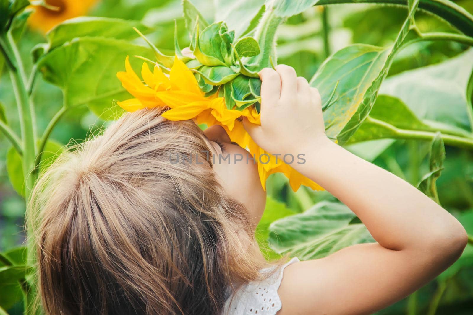 child in the field of sunflowers is a small farmer. selective focus.