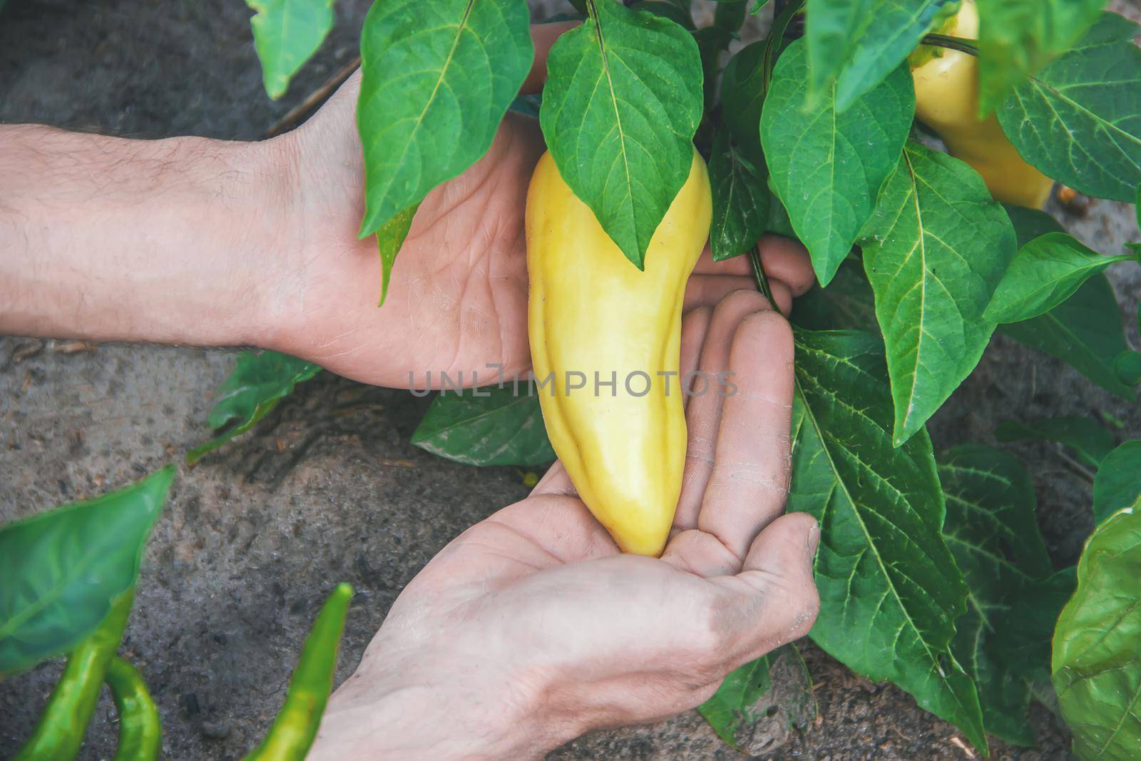 organic homemade vegetables in the hands of male peppers. food.