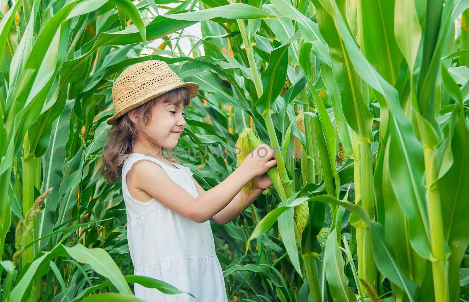 child in the field of corn. a small farmer. selective focus.
