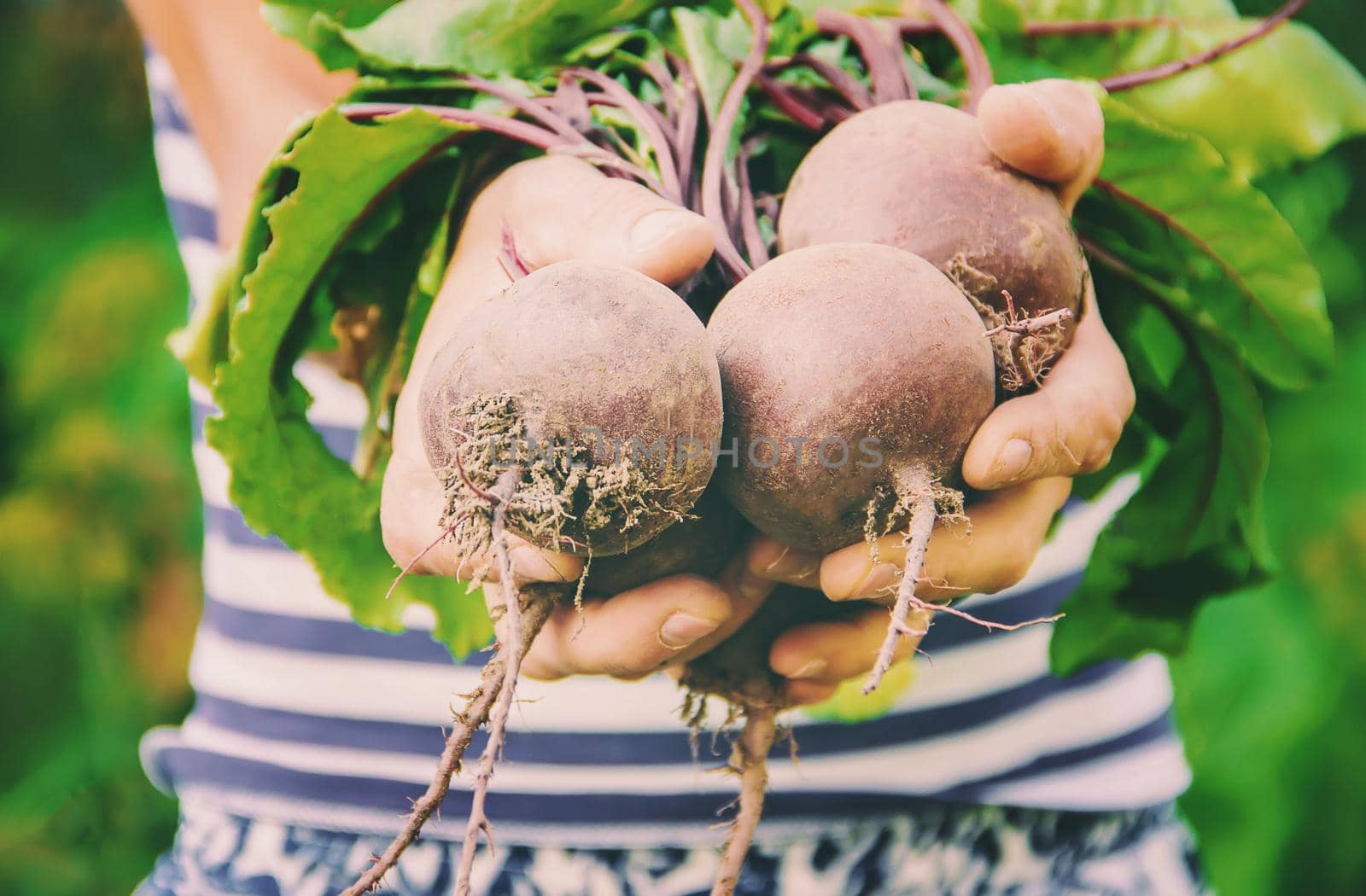 organic homemade vegetables in the hands of men. food.