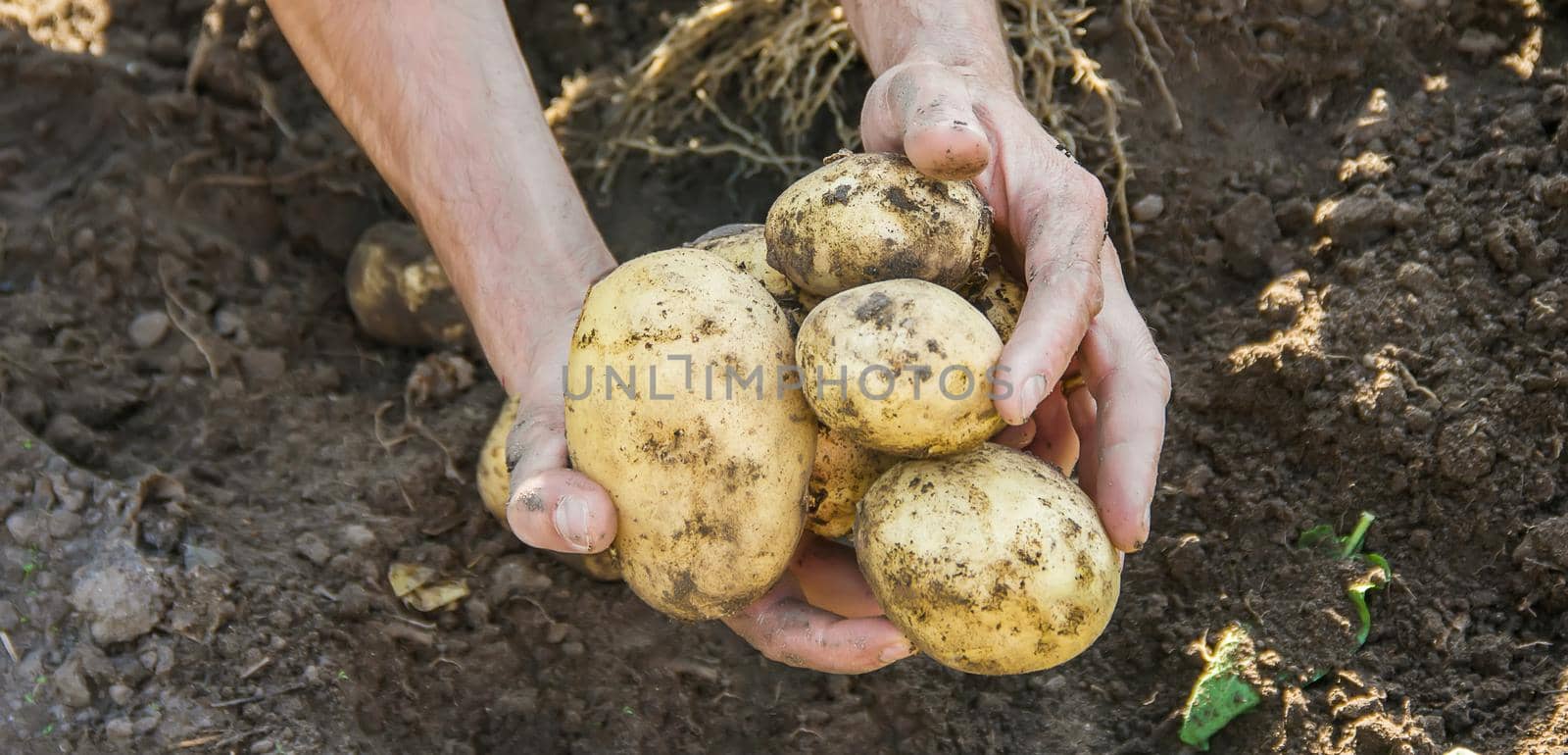 organic homemade vegetables in the hands of male potatoes. food.