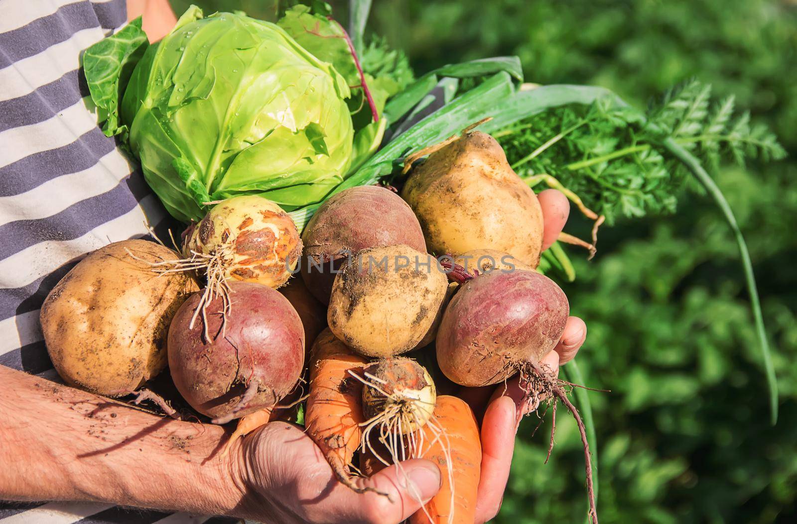 organic homemade vegetables in the hands of men.