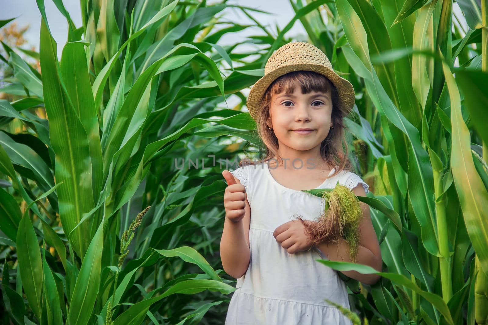 child in the field of corn. a small farmer. selective focus.