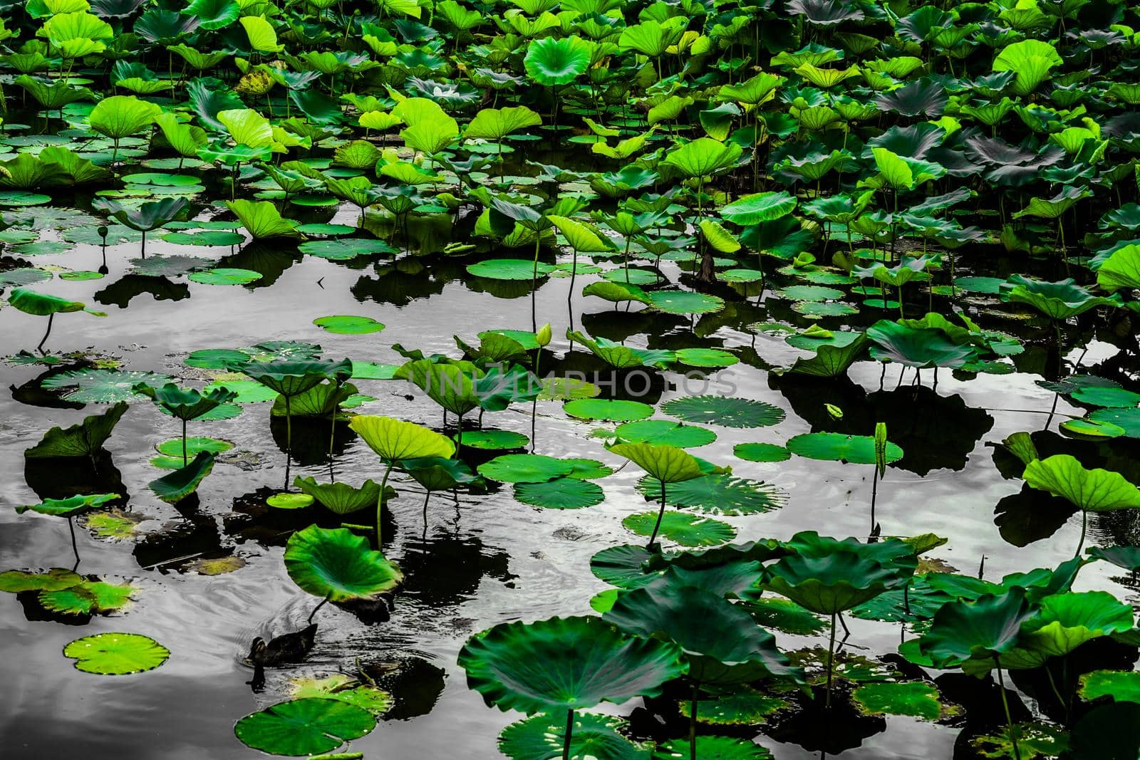 Lotus leaves and pond. Shooting Location: Kamakura City, Kanagawa Prefecture