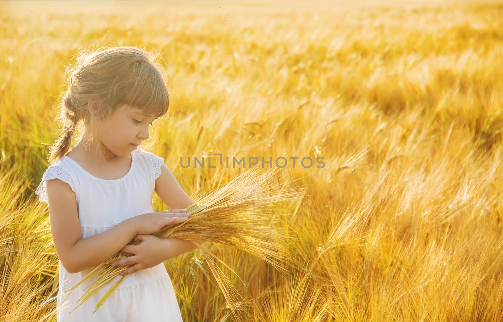 child in a wheat field. selective focus. nature by yanadjana