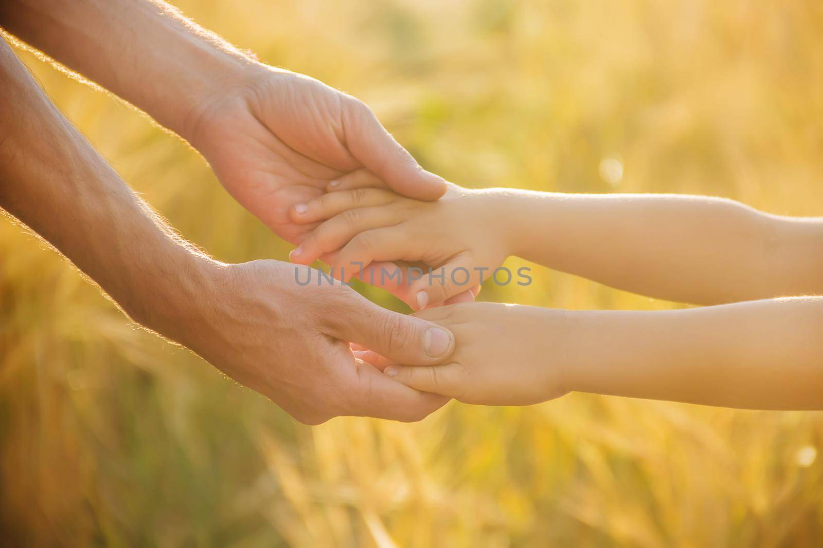 the hand of child and father on wheat field nature.